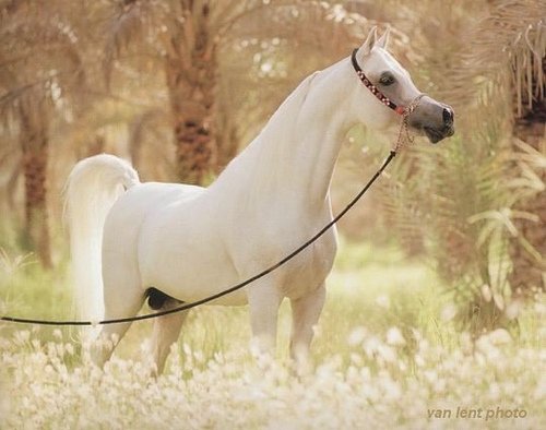 beauti horse