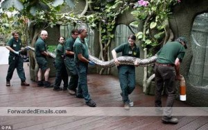 22ft python needs SEVEN zoo keepers for health check (Fwd BY Rupesh Thakur)