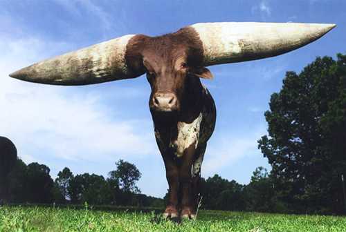 world biggest animal bull
