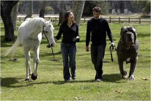 world biggest animal dog