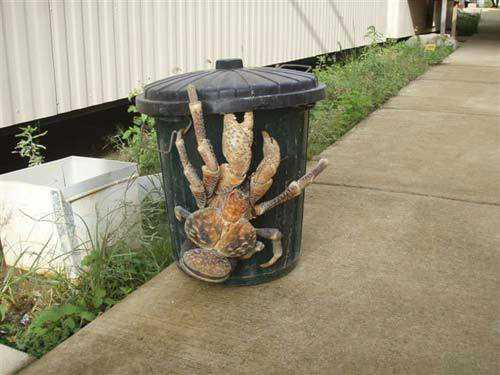 world_largest_animal_crab.jpg