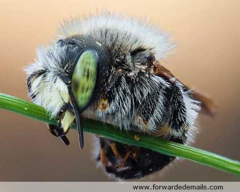 macro photos of insects 01