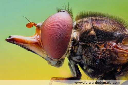macro photos of insects 10
