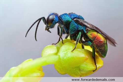 macro photos of insects 11