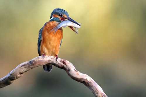 amazing animal bird photographs 13