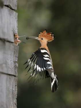 amazing animal bird photographs 3