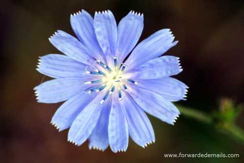 blue-wild-flower