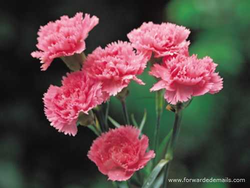 carnation Flowers
