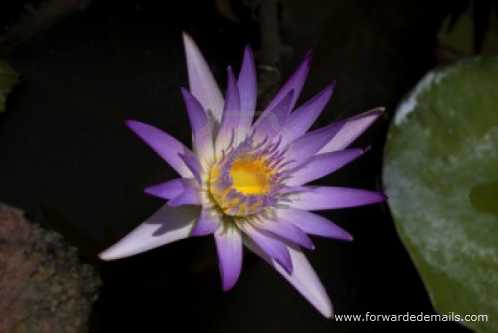purple-lily-flower
