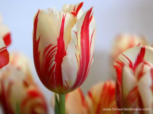 red striped tulip