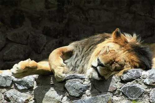 sleeping animals 26