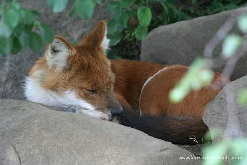 sleeping animals 37