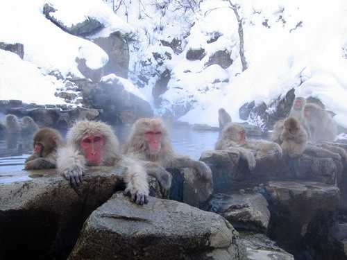amazing-world-Jigokudani-Monkey-Park-hot-spring-2
