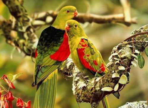 beautiful couple birds 4