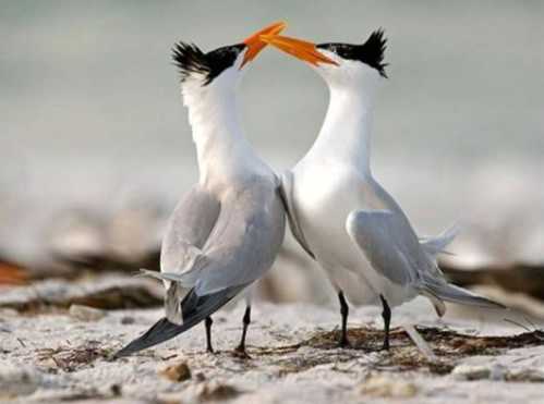 beautiful couple birds 6