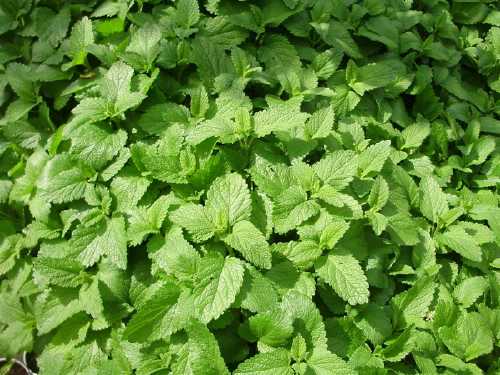 medicinal plant herbs melissa officinalis