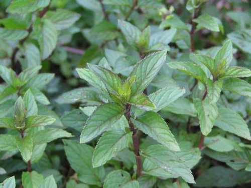 medicinal plant herbs peppermint