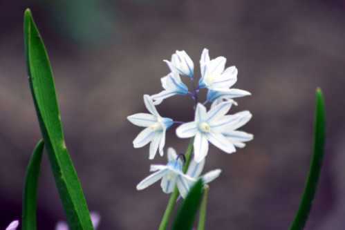spring-flowers-11