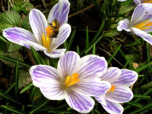 spring-flowers-2