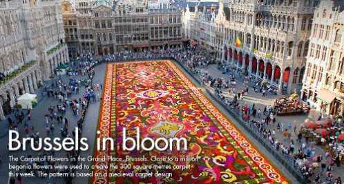 Flower Carpet Brussels Belgium 1