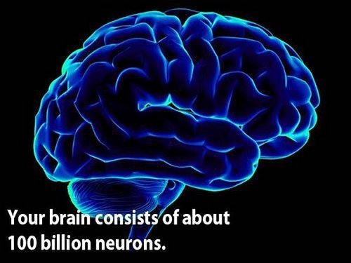 18 facts human brain 1