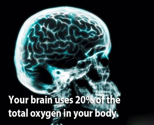 18 facts human brain 11