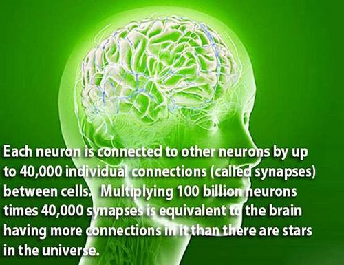 18 facts human brain 12