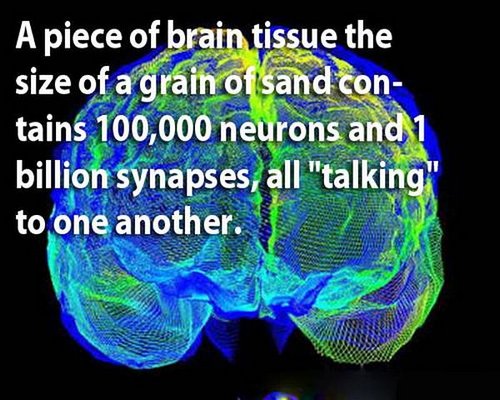18 facts human brain 8