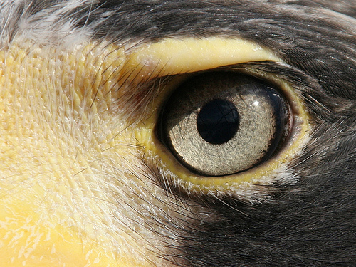 eye 9